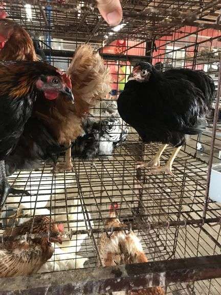 4 Pullets