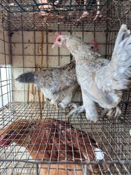 2 Porcelain D'uccle Hens