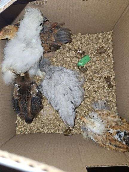 4 Cochin Banties & 1 Paint Silkie - 4 Wks Old