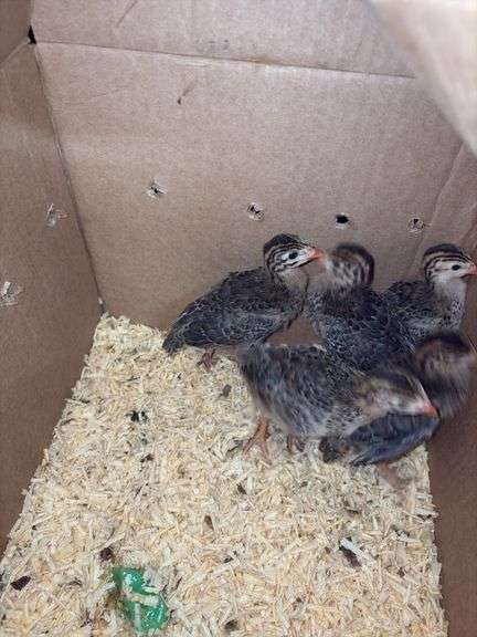 5 Guinea Keets