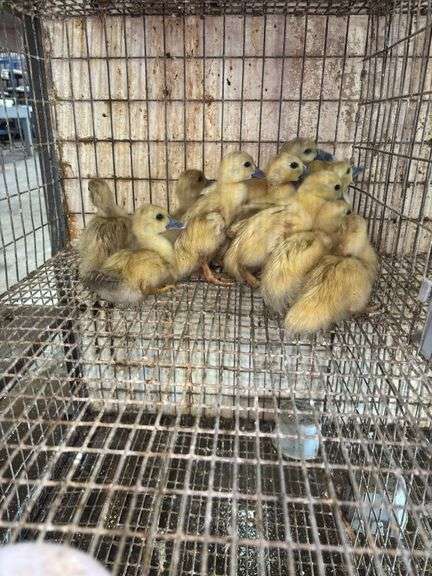 14 Baby Muscovy Ducks