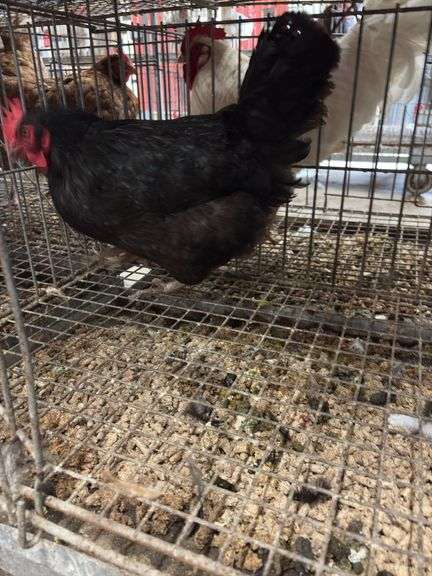 American Mix Hen - 1 Yr Old
