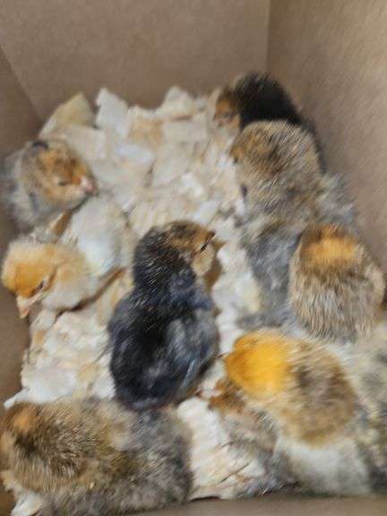 9 Mille Fluer Cross Chicks
