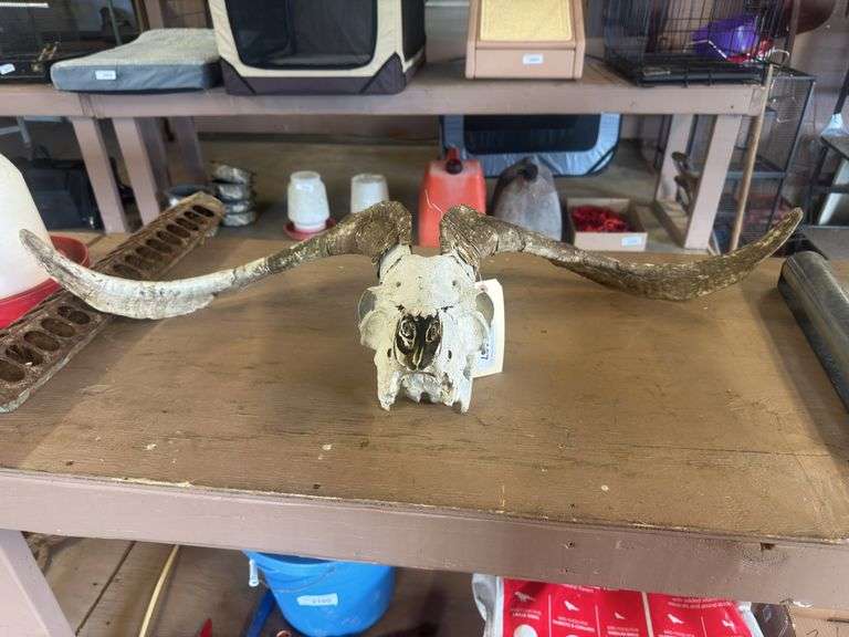 Alpine Skull