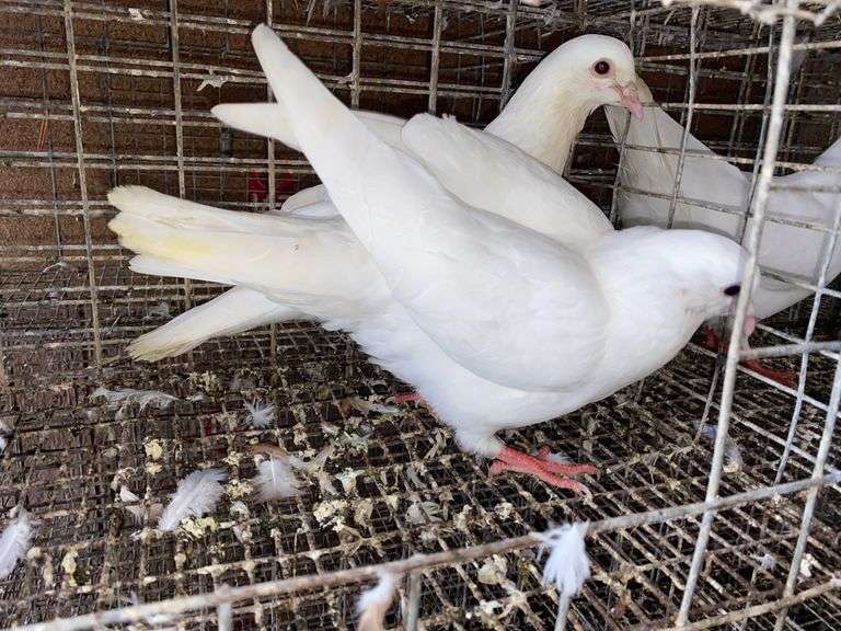 2 White Pigeons