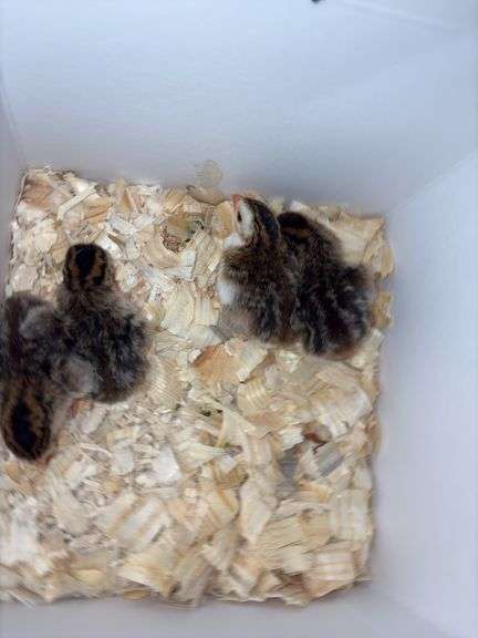 4 French Pearl & Pied Guinea Keets