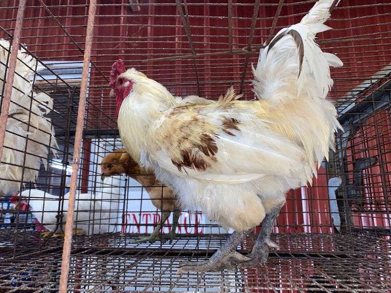 American Bresse Rooster - 1 Yr Old