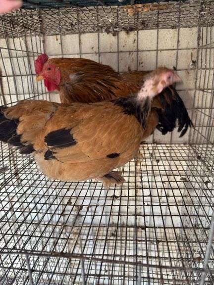 1 Buff Brahma Banty Hen & 1 Roosters