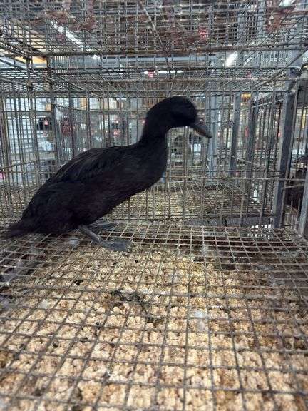 Cayuga Hen Duck
