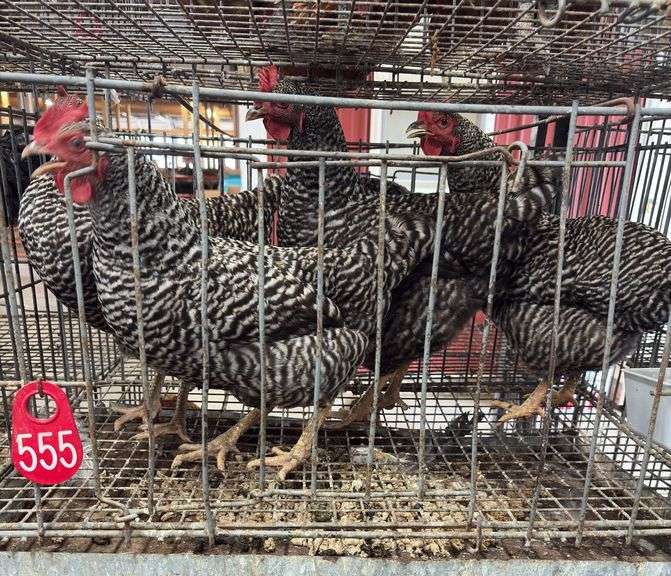 4 Barred Rock Hens - 8 Mos Old