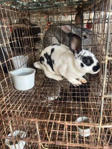 Rex Doe - 14wks Old