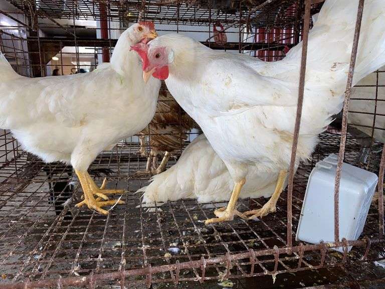 3 Leghorn Pullets