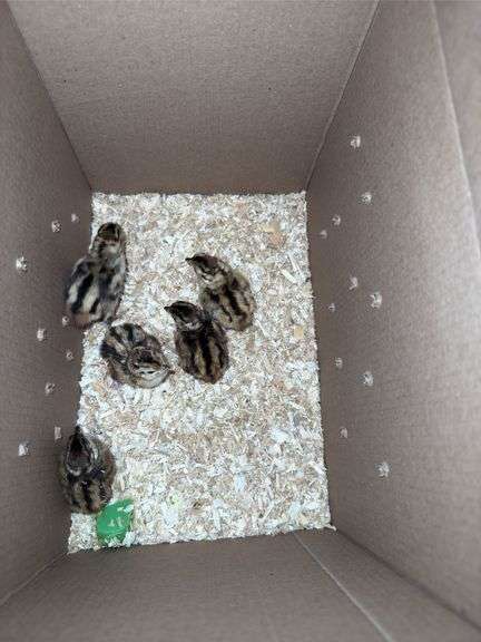 5 Lady Amhearst Pheasant Chicks