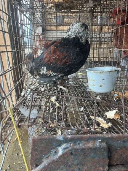 Russian Orloff Banty Rooster