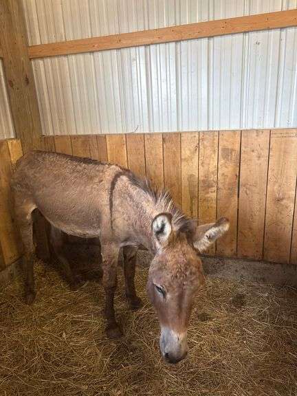 Jack Donkey - 7 Yrs Old - Friendly & Good w/ Livestock w/ Coggins Paperwork