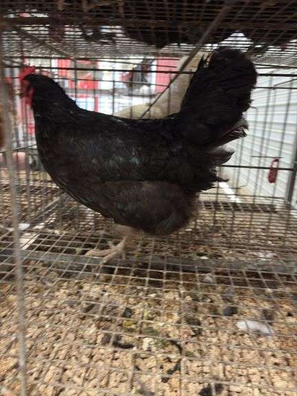 American Mix Hen - 1 Yr Old