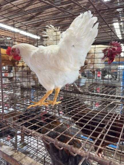 Leghorn Chicken