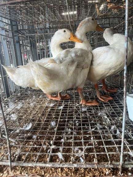 3 Jumbo Pekin Drakes - Show Quality