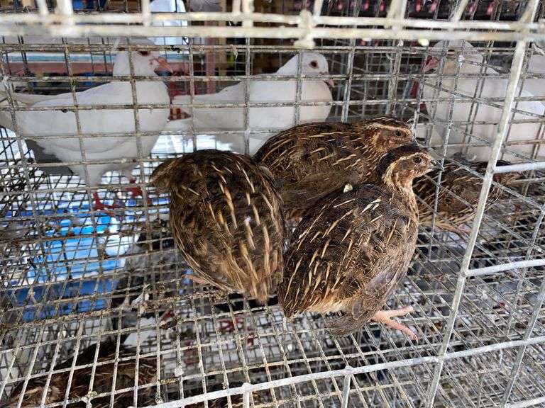 3 Jumbo Wilds Quail - 8wks Old