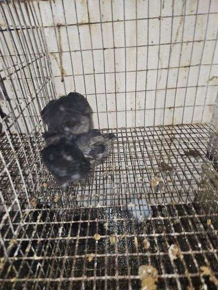 3 Ayam Cemani Chicks
