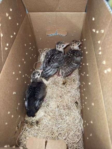 3 Narragansett Turkey Poults - 3wks Old