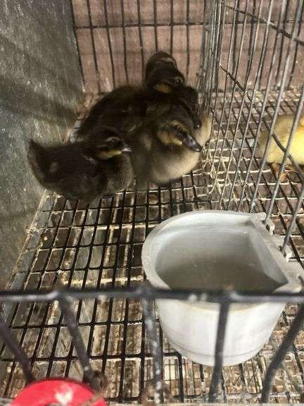 5 Khaki Campbell Ducklings - Hatched Under Hen