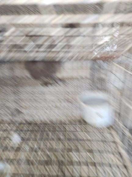 Chocolate Silkie Laying Hen