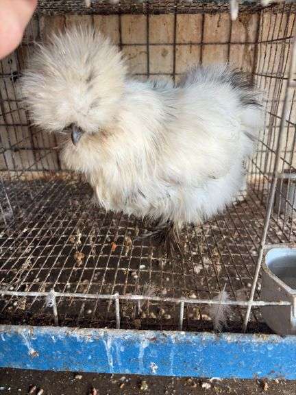 Paint Silkie Pullet