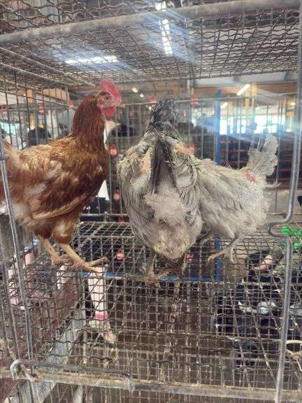 3 Easter Egger Hens