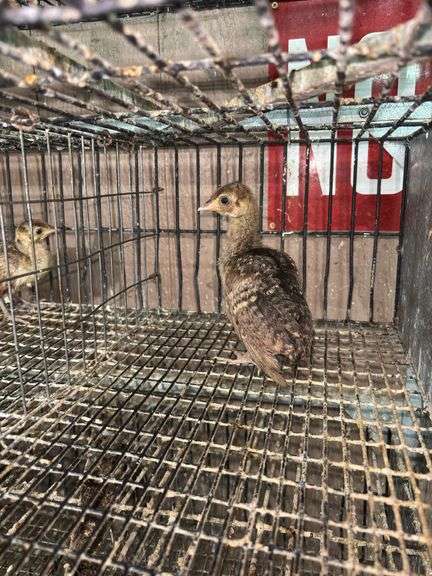 Indian Blue Peachick