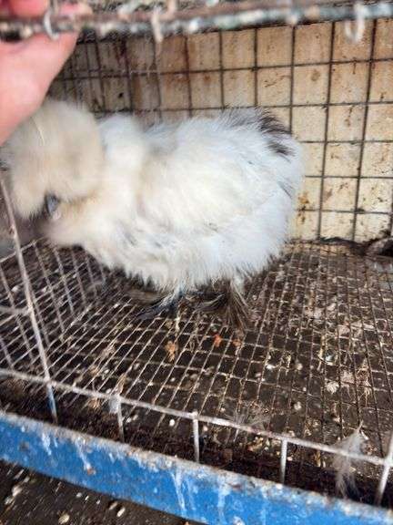 Paint Silkie Pullet
