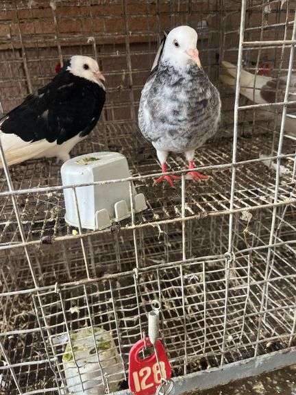 2 Roller Pigeons