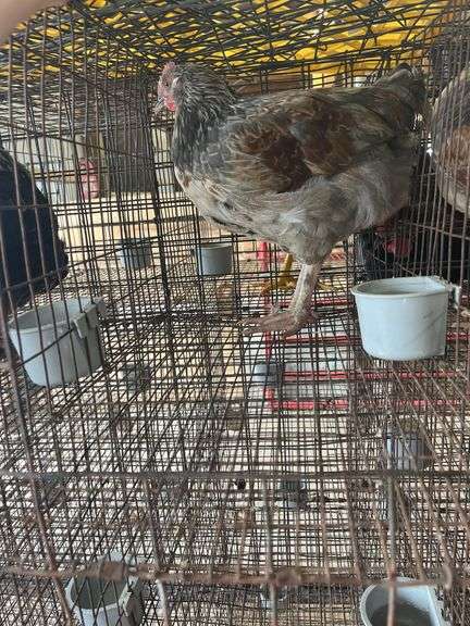 Olive Egger Cockerel