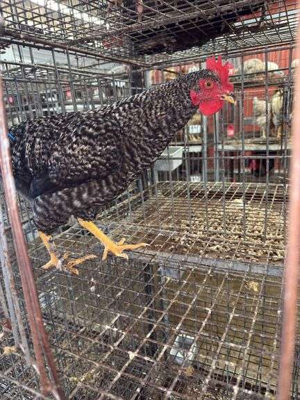 Barred Rock Rooster - 4 Months Old