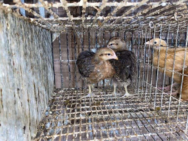 2 Bielefelder Pullets