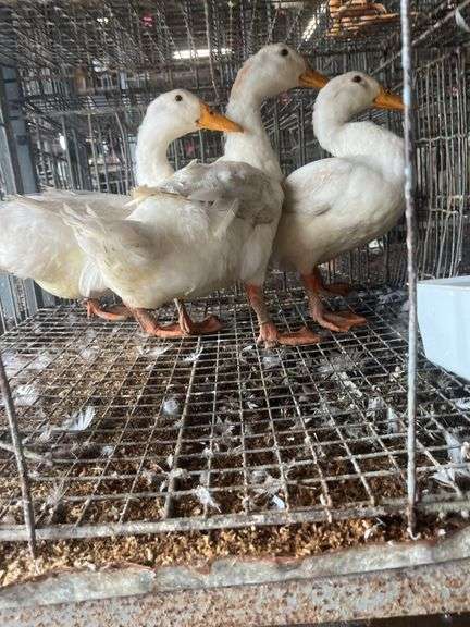 3 Jumbo Pekin Drakes - Show Quality