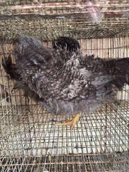 2 Mini Frizzle Pullets
