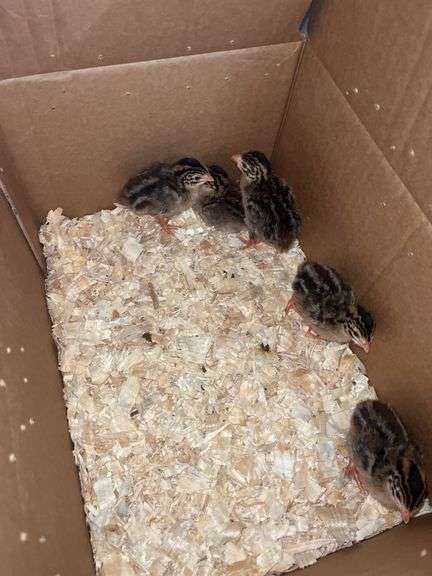 5 Guinea Keets