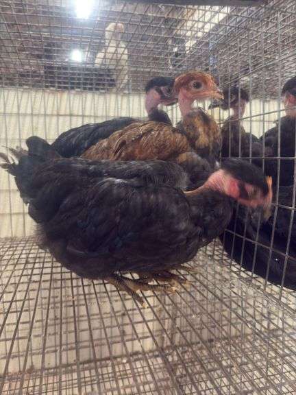 3 Turkens