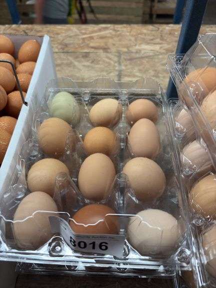 2 Doz Brown Eating Eggs