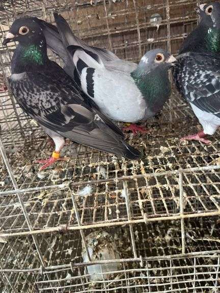 3 Homing Pigeons