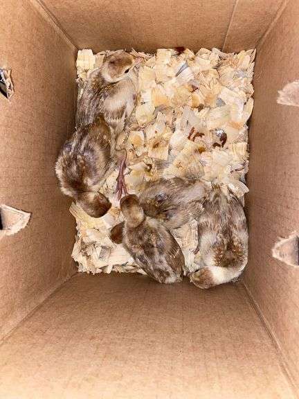 5 Bourbon Red Turkey Poults