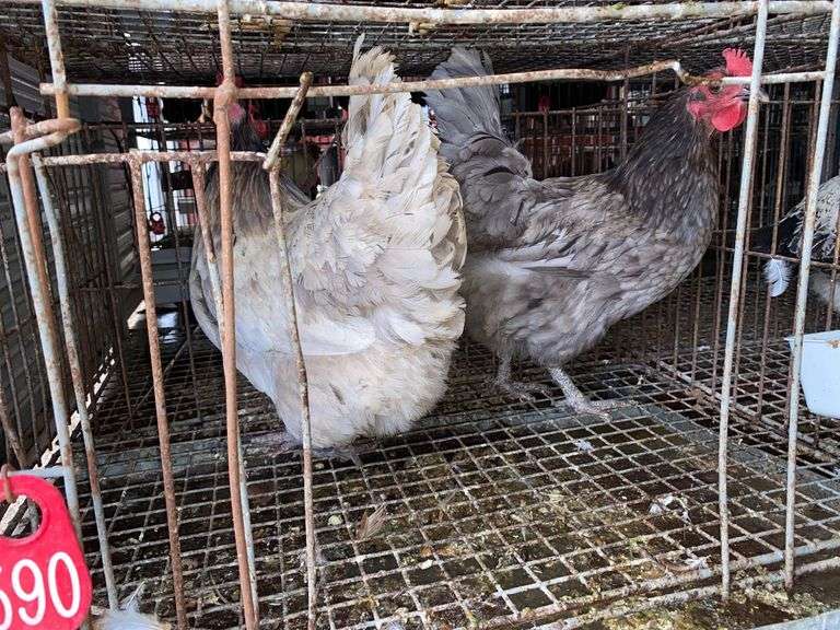 2 Lavender Orpington Laying Hens - 1 Yr Old