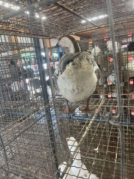 Gander Chinese Goose