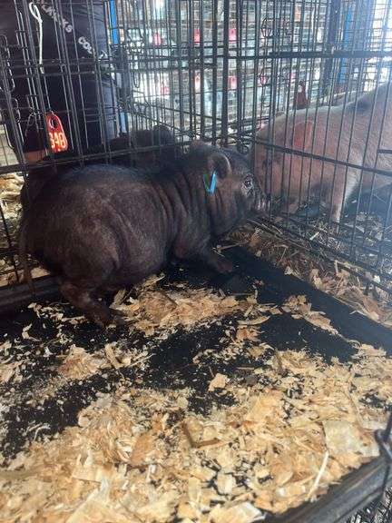 Boar Mini Pot Belly Pig - 6 Wks Old