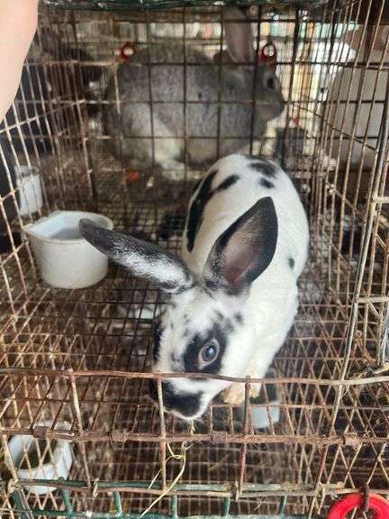 Rex Doe - 14wks Old