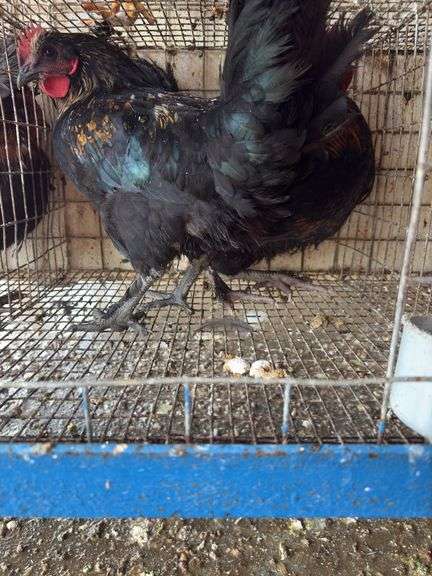 2 Barnyard Mix Cockerels