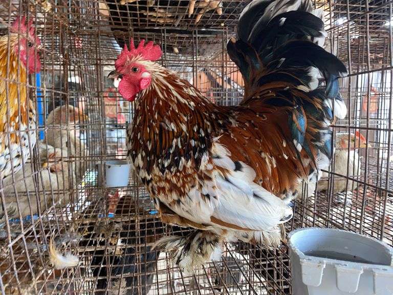 Mille Fluer Duccle Rooster