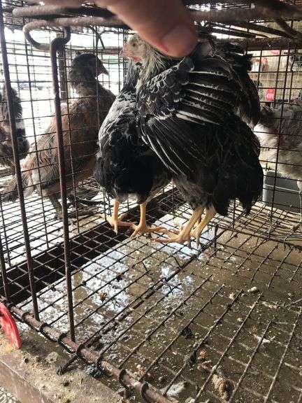 2 Silver Laced Pullets