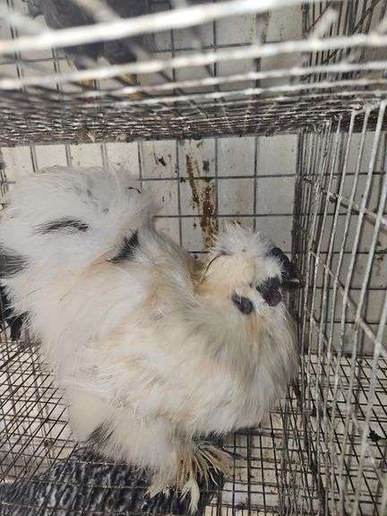 Paint Silkie Rooster